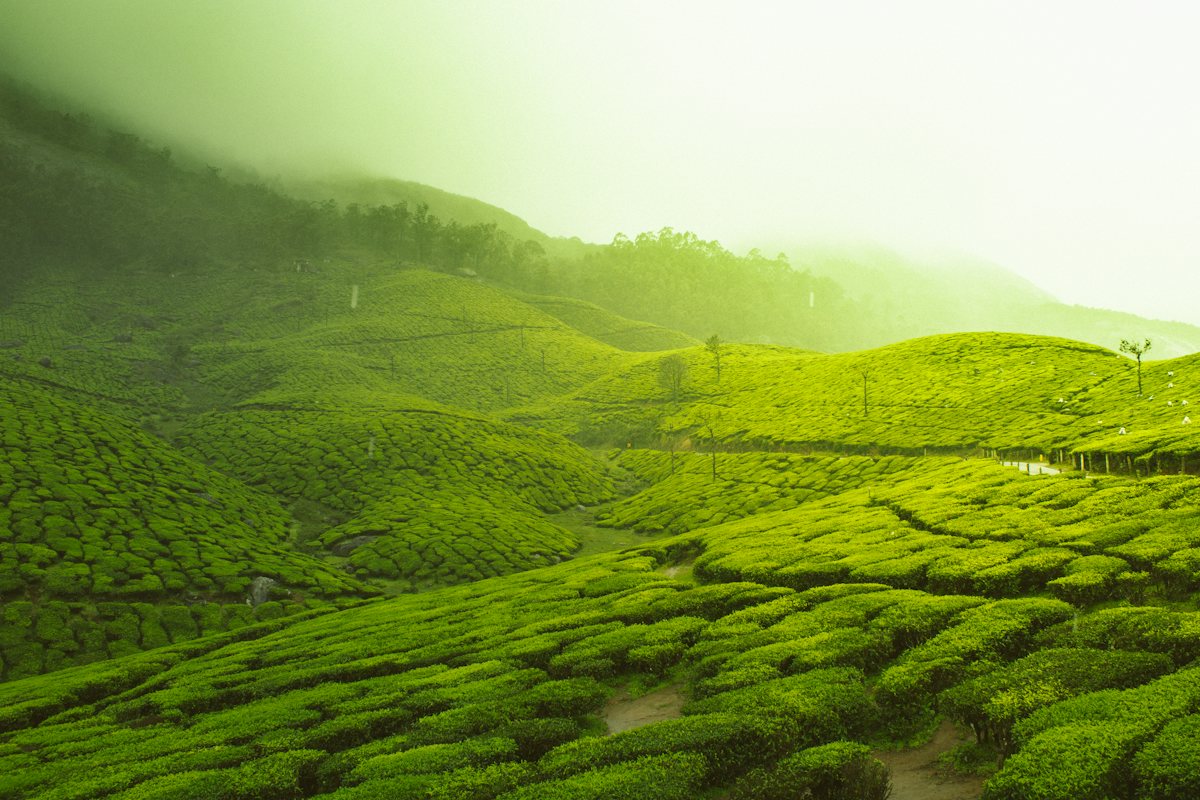 Misty tea plantations in Munnar, Kerala
