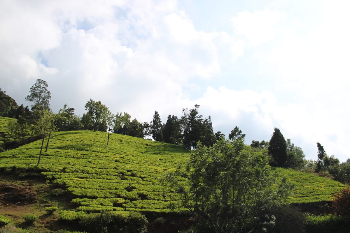 Green tea gardens on the hills of Ooty, Tamil Nadu